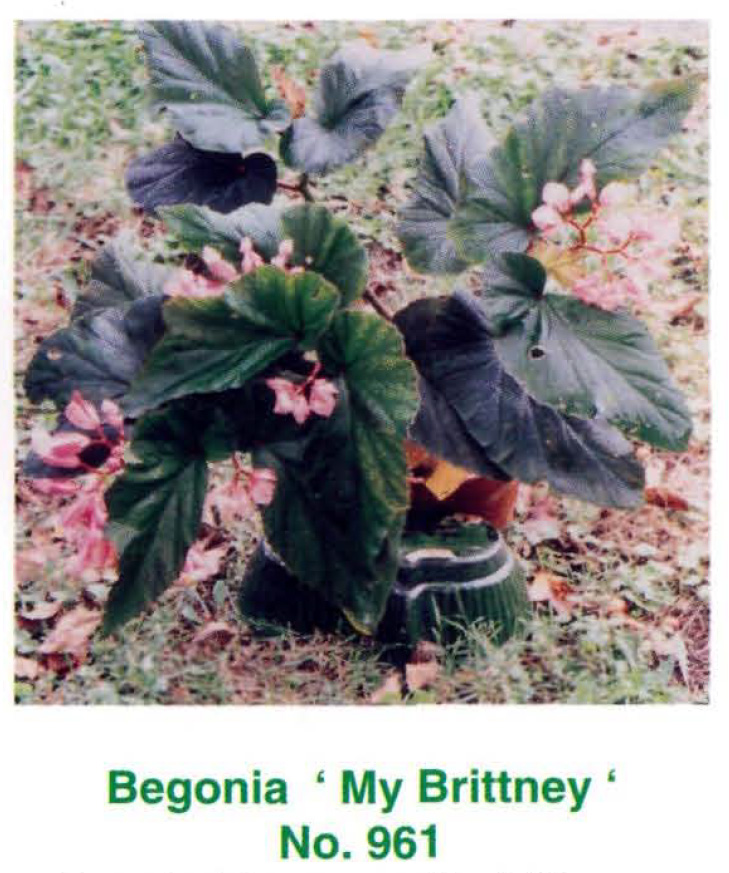 B. ‘My Brittney’